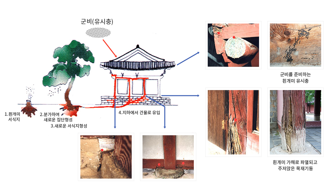흰개미 침입경로 